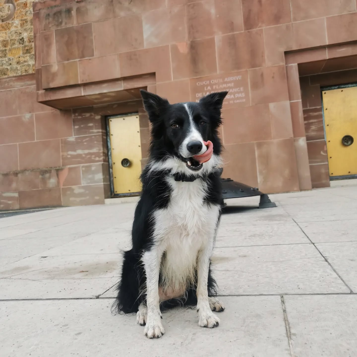 Chloé Dumesnil éducatrice canine à St Malo