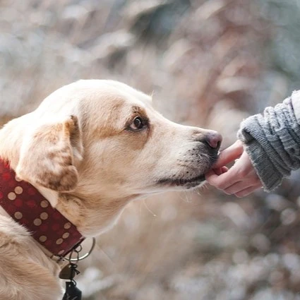 Chien accompagné pendant une séance d'éducation canine