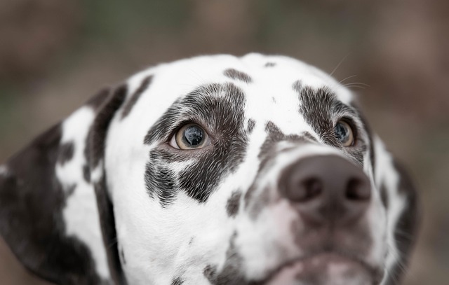 améliorer le comportement de mon chien