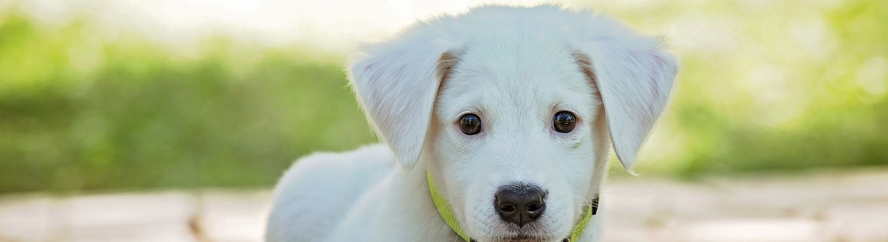 Conseils Canin en Visioconférence